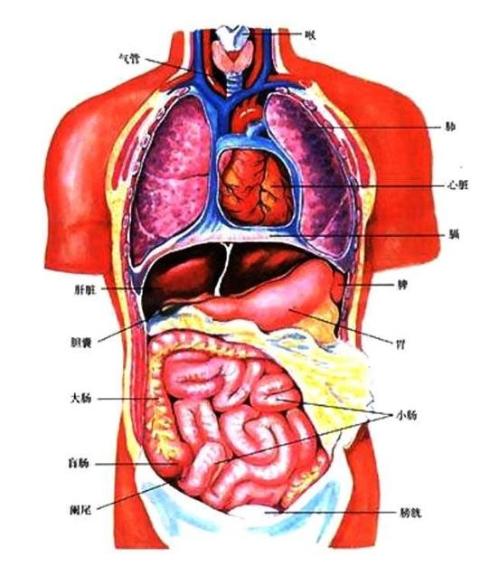 五行与五脏六腑的关系